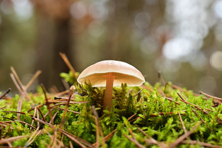 A mushroom with a thin stem and a lampshade-like cap.の写真素材