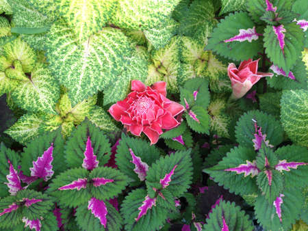 Garden leaves and flowersの素材