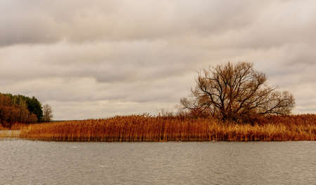 View of the river bank with autumn grass and a tree without leaves.の写真素材