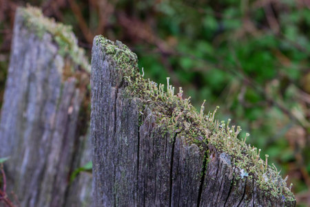 Fragment of two old moss-soaked texture boards. Element of the old fence.High quality photo