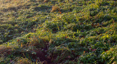 A field with autumn grass covered with hoarfrost. covered with hoarfrost. summer autumn surfaceの写真素材
