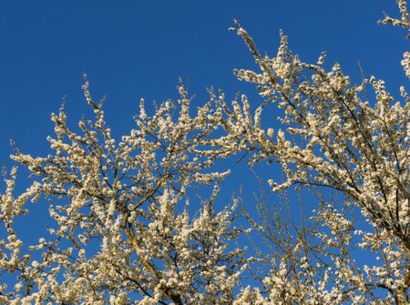 Branches of a blossoming apple tree against a blue sky. Cherry or apple blossom in spring season.の写真素材