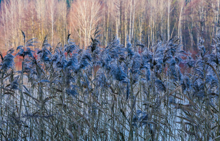 River grass. Reed inflorescences and reed seeds. Abstract natural background. Beautiful floral pattern..の写真素材