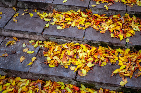 The stairs are made of concrete slabs covered with autumn foliage. Yellow and orange leaves fell on the concrete stairs. Bunches of fallen leavesの写真素材