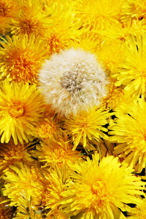 Dandelion flower background. Dandelion flower background. Dandelion flower backgroundの写真素材