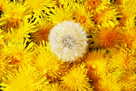 Dandelion flower background. Dandelion flower top view.の写真素材