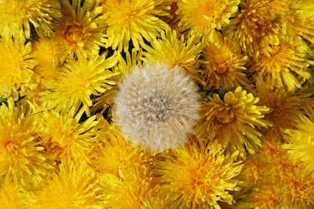 Dandelion flower close up background. Dandelion flower top viewの写真素材