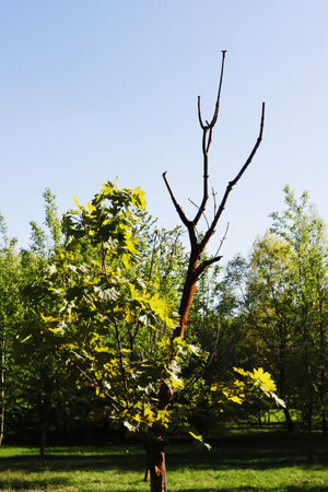 autumn landscape with a tree and a bright blue sky, nature seriesの写真素材