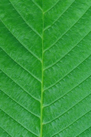 Back Lit Fresh Green Leaf. Surface of green fresh leaf from tree close-up, macro. Ecological...