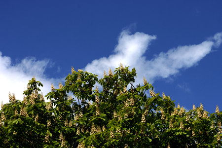Tree, flowering horse chestnut (Aesculus) against blue sky in spring.の写真素材