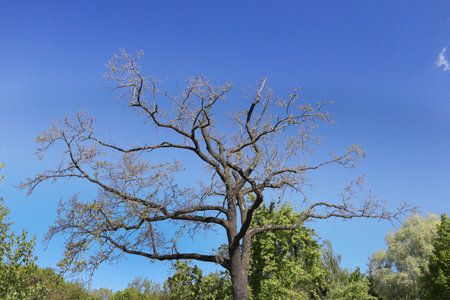 The top of a bare, half-dry tree against the background of a green forest and sky.