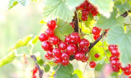 The red currant bunch on green leaves background under july sunlight