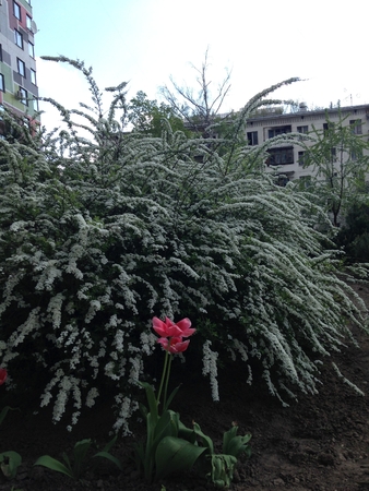 Bush on the street day near buildingの写真素材