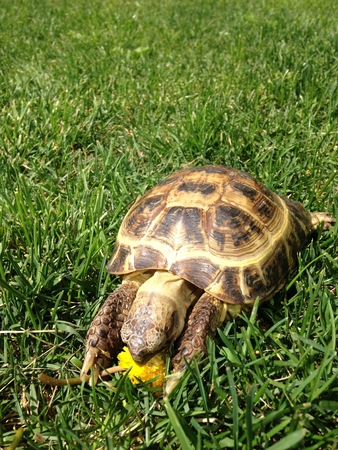 a turtle eating flower in green grassの写真素材