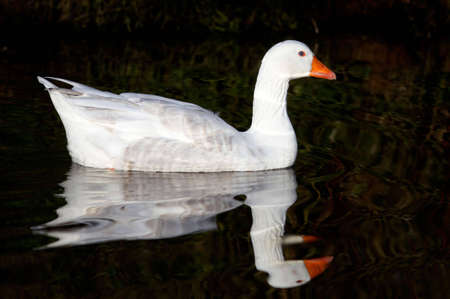 the goose in the waterの写真素材