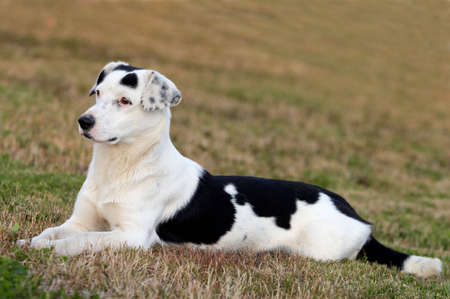 picture of a dog