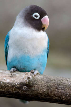 it a blue birdの写真素材