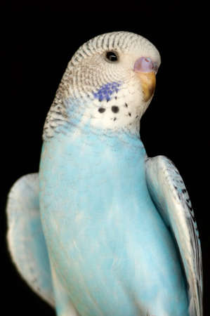 it a blue birdの写真素材