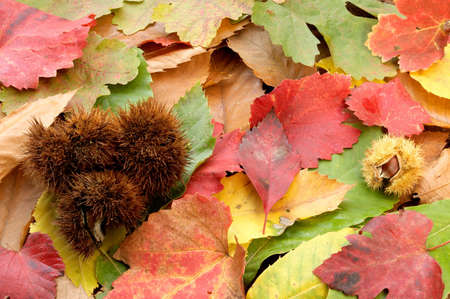 they are pinceladas of the autumnの写真素材