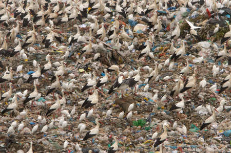 group of storks eating in a waste basketの写真素材