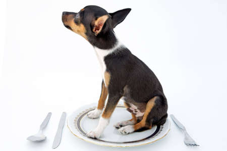 firings of a dwarfed dog that can be amusedの写真素材