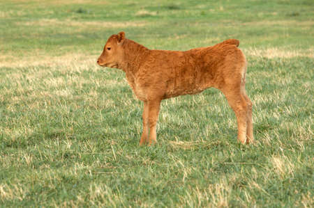 cow eating in the green grassの写真素材
