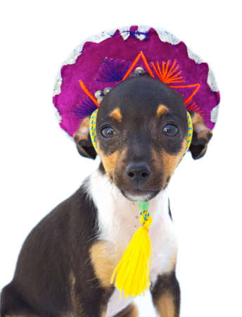 small dog with cap of Mexican over white backgroundの写真素材