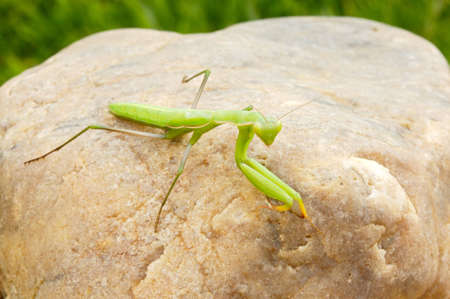 insect mantis in freedom on a stoneの写真素材