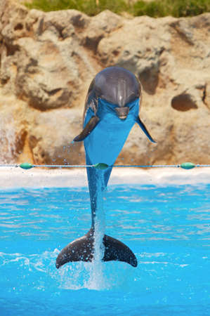 Photo of dolphins doing a show in the swimming poolの写真素材