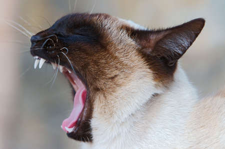 Photo of the mouth of a cat