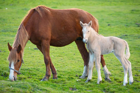 adorable  horse with its mother eating green grassの写真素材
