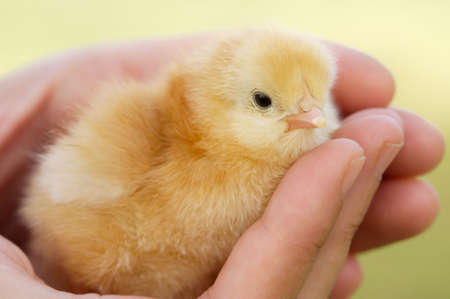 Hands of a person caring for a small chicken