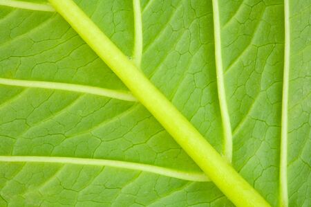 Texture of a green leaf of a plant close upの写真素材