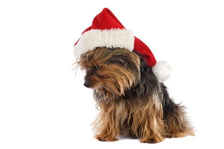 Nice little dog with Santa Claus hat a over white backgroundの写真素材