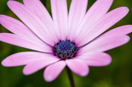 Photo of beautiful pink flower with many petals -Shallow depth of field-の写真素材