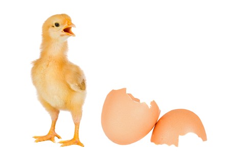 Chicken yellow with broken eggshells on a white background