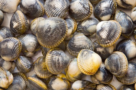 Fresh seafood - shells of shellfish for texture -