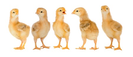 Adorable chicks a over white backgroundの写真素材