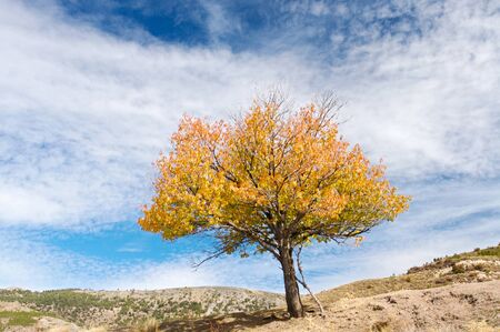 photo of a solitary tree because of the drought