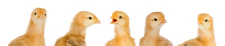 Adorable chicks a over white backgroundの写真素材