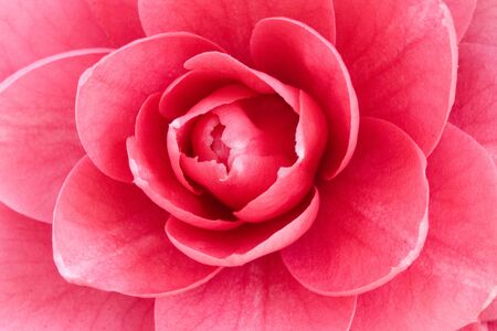 Macro of beautiful pink rose very closeの写真素材
