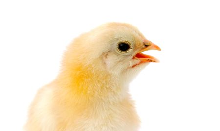 adorable baby chick a over white backgroundの写真素材