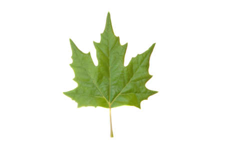 Green leaf isolated on a white backgroundの写真素材