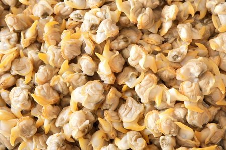 Photo of many cockles - shellfish for texture - の写真素材