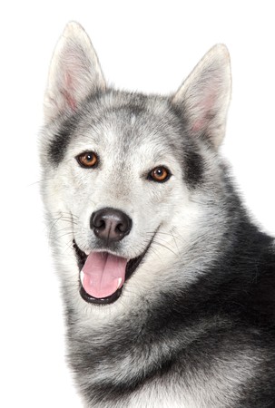 Adorable dog a over white back groundの写真素材