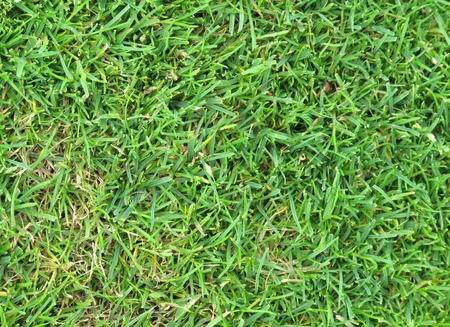 Beautiful green grass perfectly cut for background