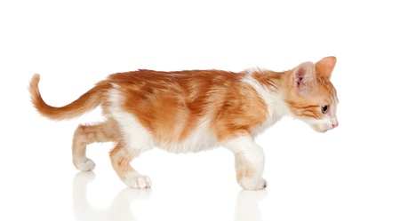 Adorable little cat isolated on white background.の写真素材