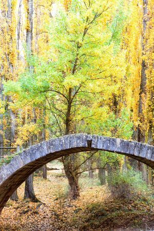 Forest in autumn with a stone bridgeの写真素材