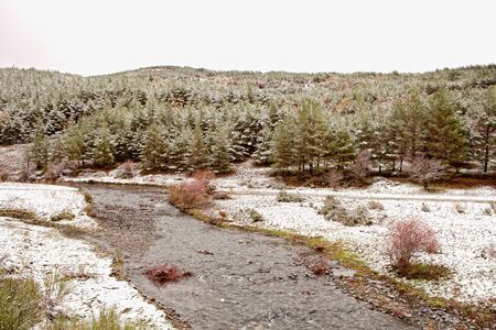 Nice snowy pine forest with a riverの写真素材