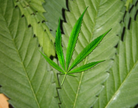 Green leaf of marijuana with other leaves of backgroundの写真素材